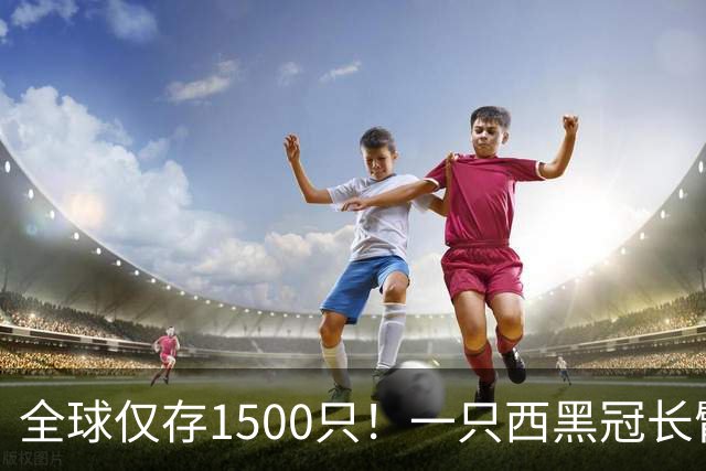 全球仅存1500只！一只西黑冠长臂猿现身哀牢山金山丫口，面对游客镜头毫不露怯成“网红”